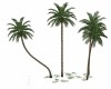 Palm Tree  Group