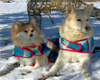 Snow Dogs