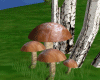 Mushrooms with grass