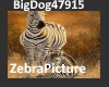 [BD]ZebraPicture