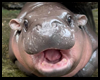 Moo deng hippo