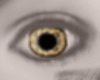 [L] Eyes Brown Yellow