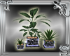 T||3Plants in Marble Pot