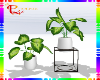 TWIN PLANTS