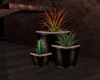 SN  trio  of plants