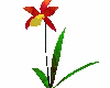 orange yellow orchid