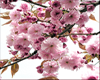 pink tree flower