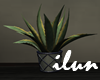 Potted Agave Plant