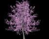 Purple flowers Tree