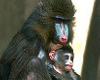 Baboon-Picture
