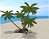 𝓛𝓠  Palm Tree Set
