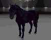 Black Horse Animated 