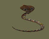 Cobra Snake