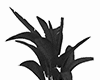 Plant Home Modern Black