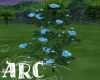 ARC True Blue Roses