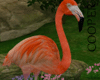 !A Flamingo