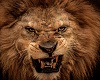 Lion 3