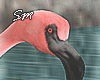 [SM]Spring_Time_Flamingo