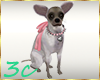 [3c] Chihuahua Puppy