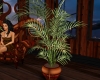Fern *