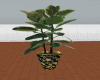 [JS]Plant in B&G Pot