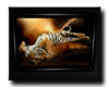 Tigre Picture