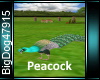 [BD]Peacock