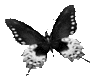 Butterfly-Black