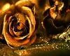 gold rose pic