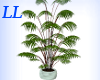 LL: Exotic Plant