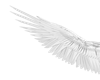White Angel Wings