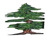Theatre tree pine 1
