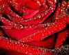 Red Rose Petals w/ Dew