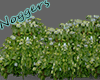 Long line of Shrubs2