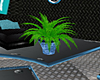 Blue potted fern