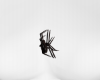 Spider animated