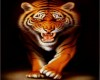 Tiger Picture