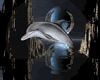 dolphins at night