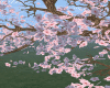 tree zakura