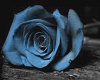 Blue roses and petals