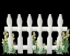 WhitePicket Fence/Tulips