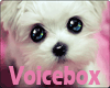 vb. Cute Voice Box