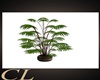 (CL) PALM DELIGHT PLANT