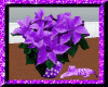 ~WT~Purple Poinsetta