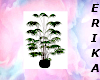 pr plant2