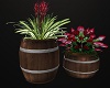 Western Potted Plant5