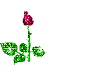 blooming rose