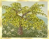 Old Yellow Blossom Tree