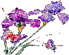 Iris and Butterflies