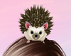 Head Sittin Hedgehog